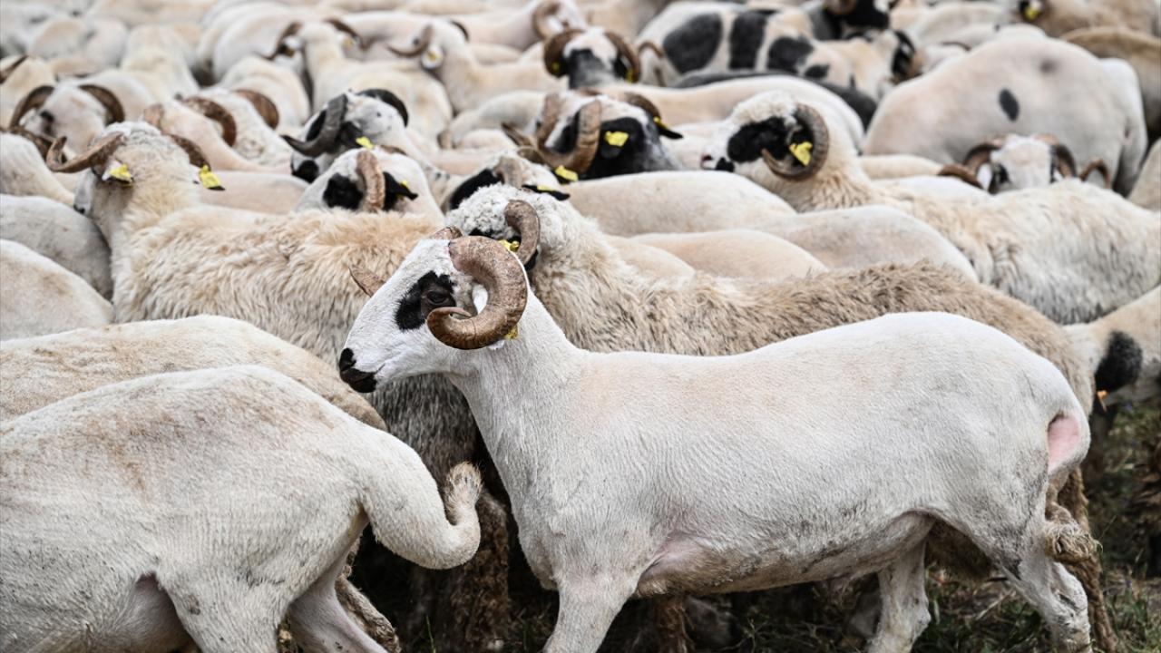 Yeni yılın kurbanlık fiyatları ne kadar çıktı? işte küçükbaş ve büyükbaş hayvanlarının fiyat listeleri…