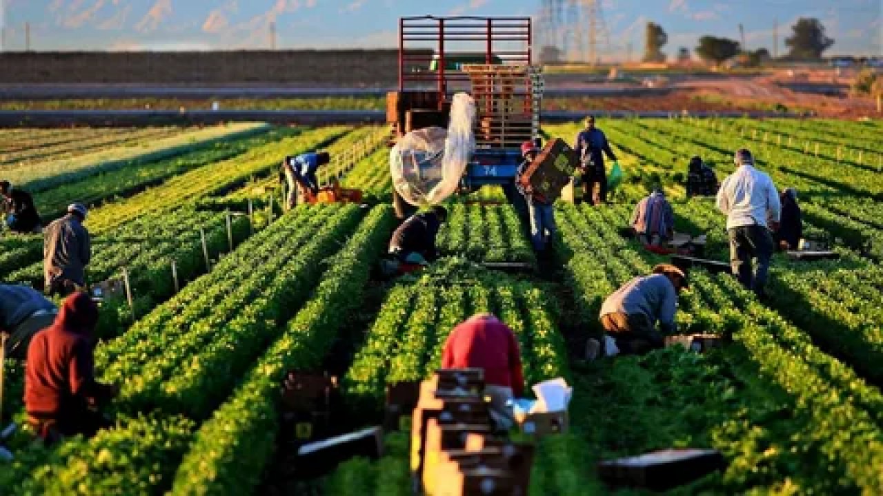 2024 bitkisel üretim destekleri açıklandı: Çiftçilere yıl boyunca büyük destek!