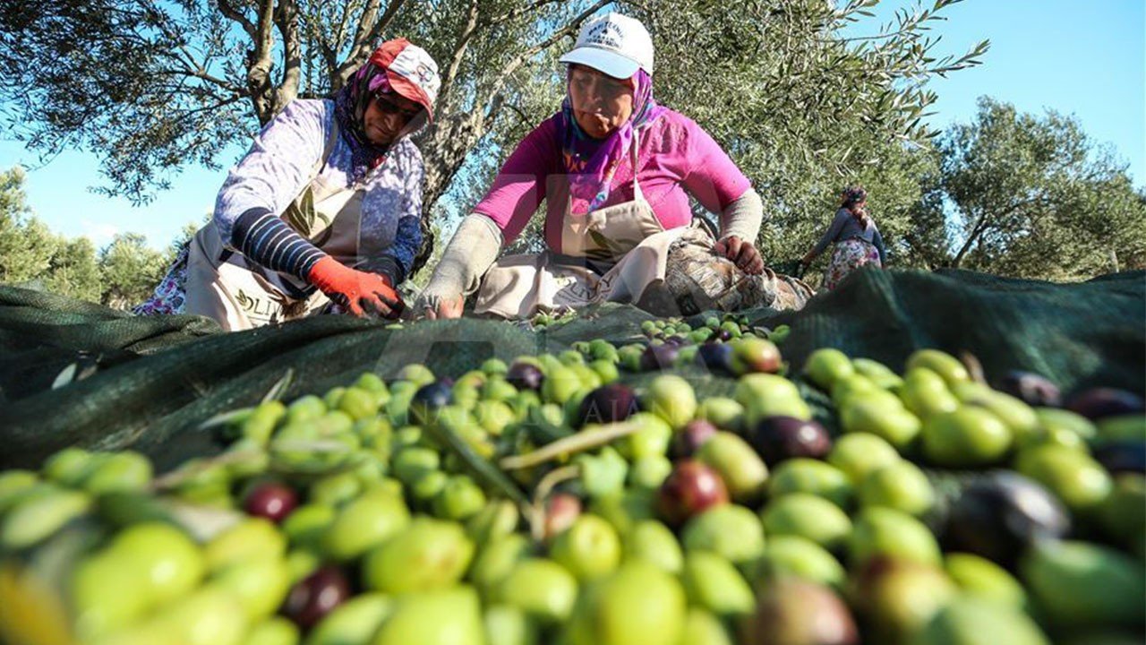 Bursa'da zeytin hasadı: Fiyatlar yükseliyor, üreticiler sevinç içinde…