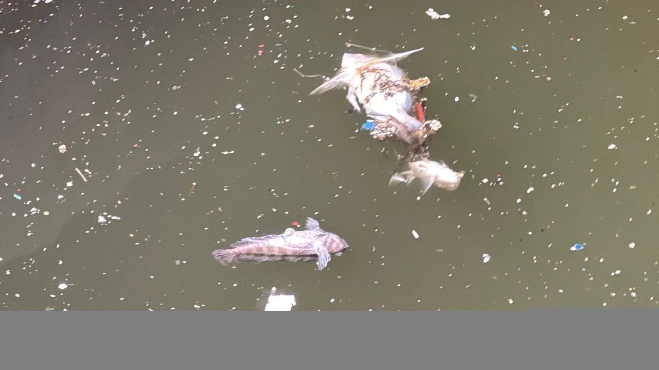 İzmir Körfezi’nde kirlilik alarmı: Uzmanlardan korkutan uyarılar…