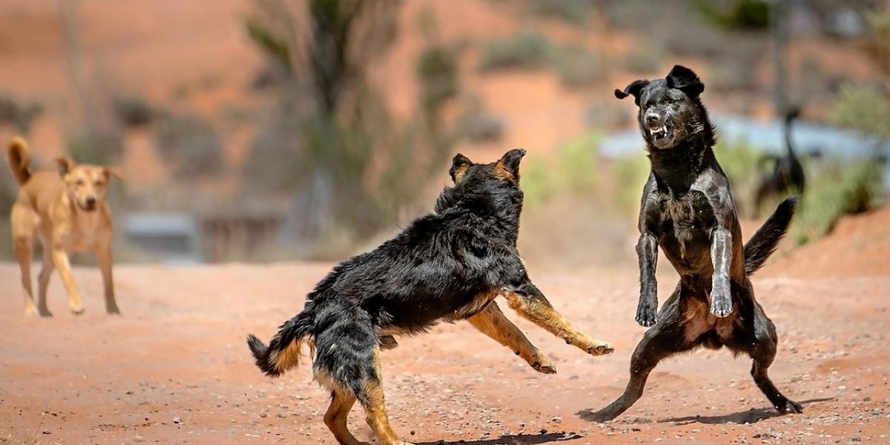 Sokak köpekleri için İçişleri Bakanlığından valiliklere ve belediyelere kesin talimat, hepsi toplanacak